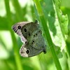 ヒメウラナミジャノメ