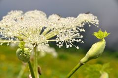 伊吹山の花