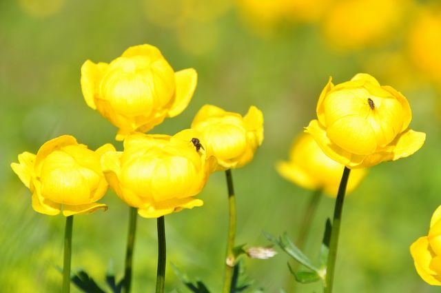 スイスアルプスの花