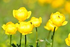 スイスアルプスの花