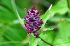 白馬五竜の花
