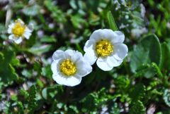 スイスアルプスの花