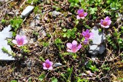スイスアルプスの花