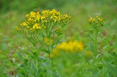 伊吹山の花