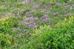 伊吹山の花