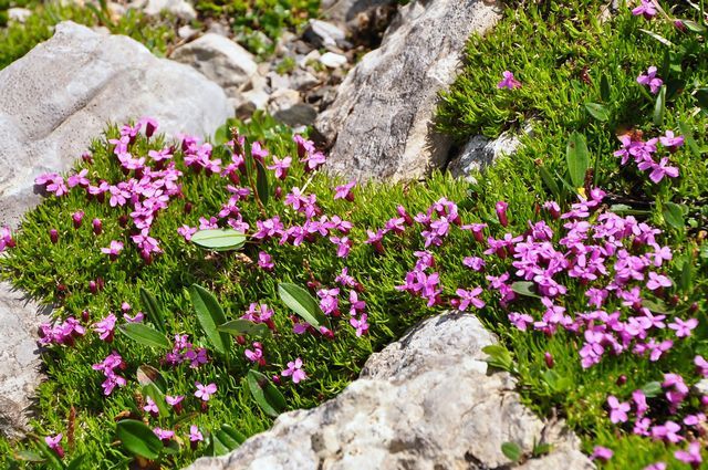スイスアルプスの花
