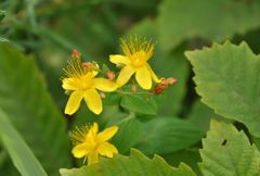 白馬五竜の花