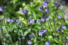 スイスアルプスの花