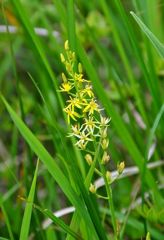 白馬五竜の花