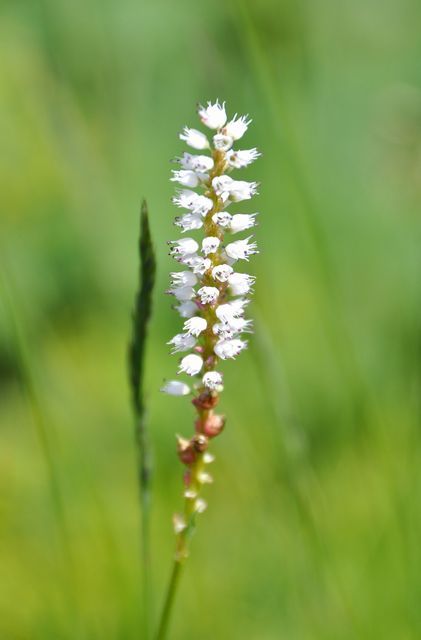 スイスアルプスの花