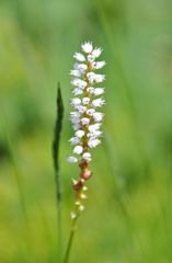 スイスアルプスの花