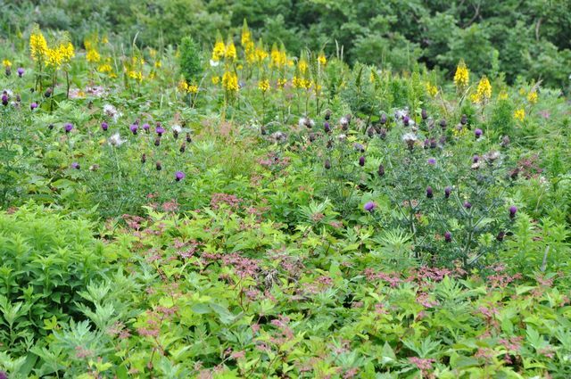 伊吹山の花