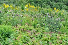 伊吹山の花