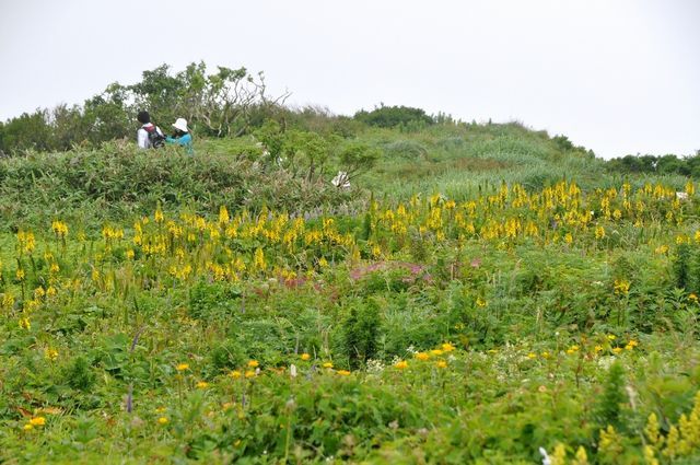 伊吹山の花