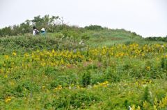 伊吹山の花