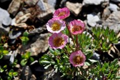 スイスアルプスの花