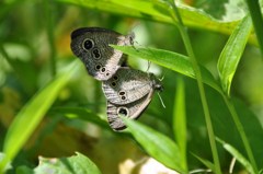 ヒメウラナミジャノメ