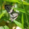 ヒメウラナミジャノメ
