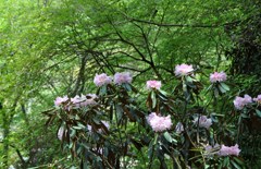 シャクナゲ