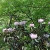 シャクナゲ
