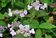 伊吹山の花