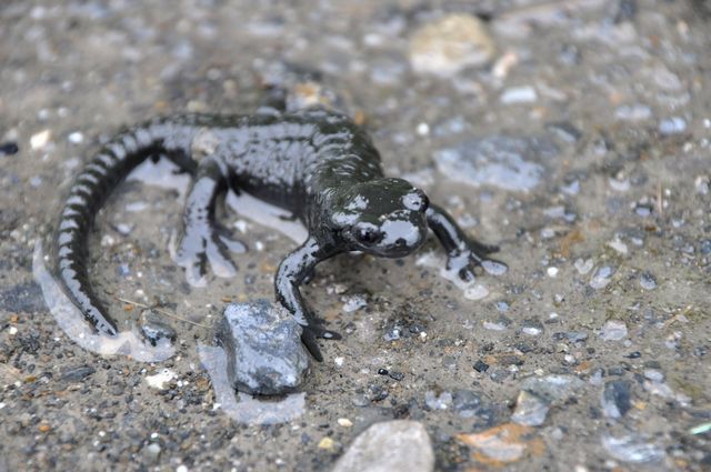 アルプスサンショウウオ