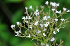 伊吹山の花