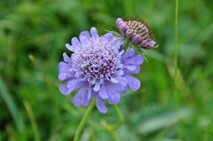 スイスアルプスの花