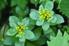 伊吹山の花