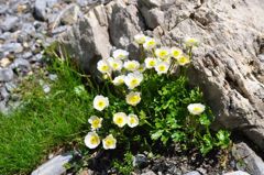 スイスアルプスの花