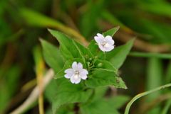 伊吹山の花