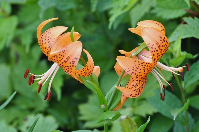 伊吹山の花