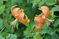 伊吹山の花