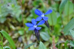 スイスアルプスの花