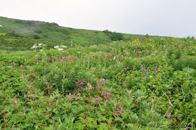 伊吹山
