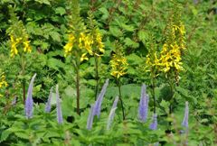 伊吹山の花