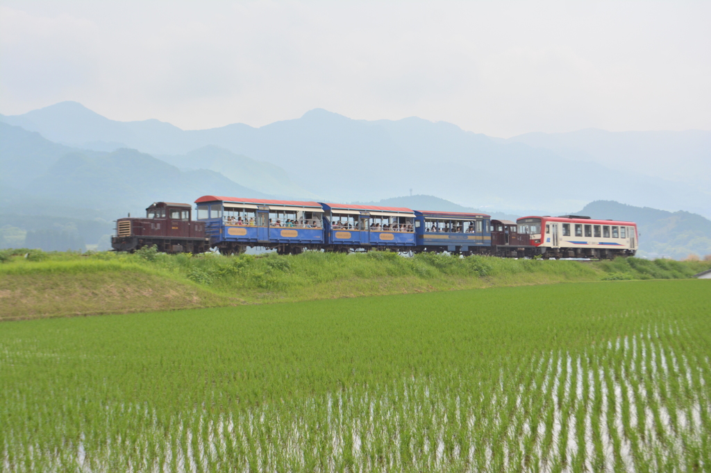 トロッコ列車と水田
