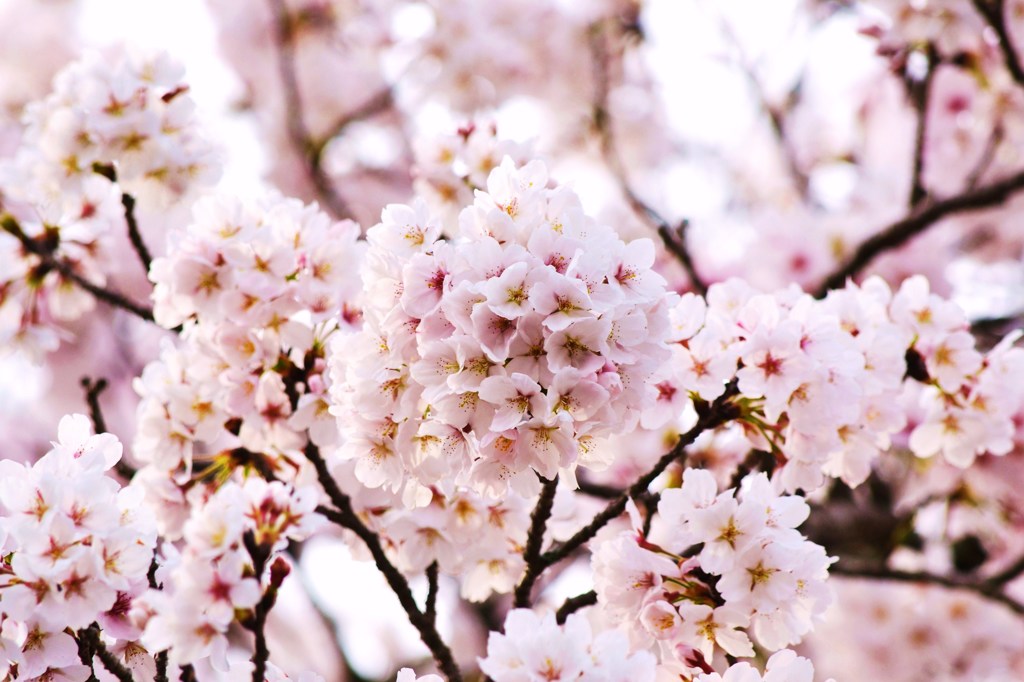 花手毬