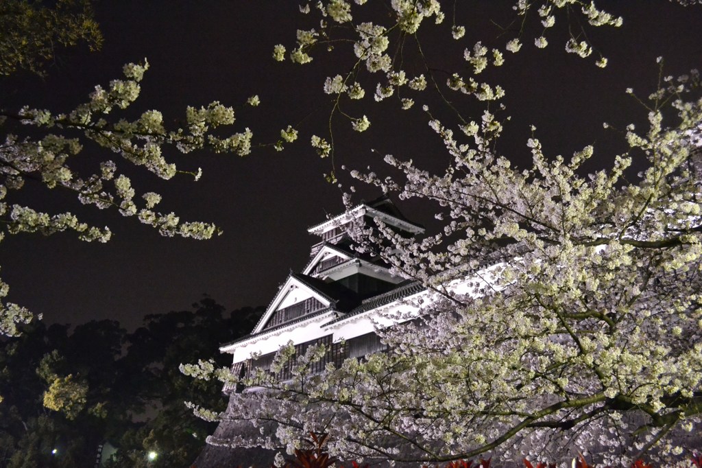 宇土櫓 と桜　共に　ライトアップ