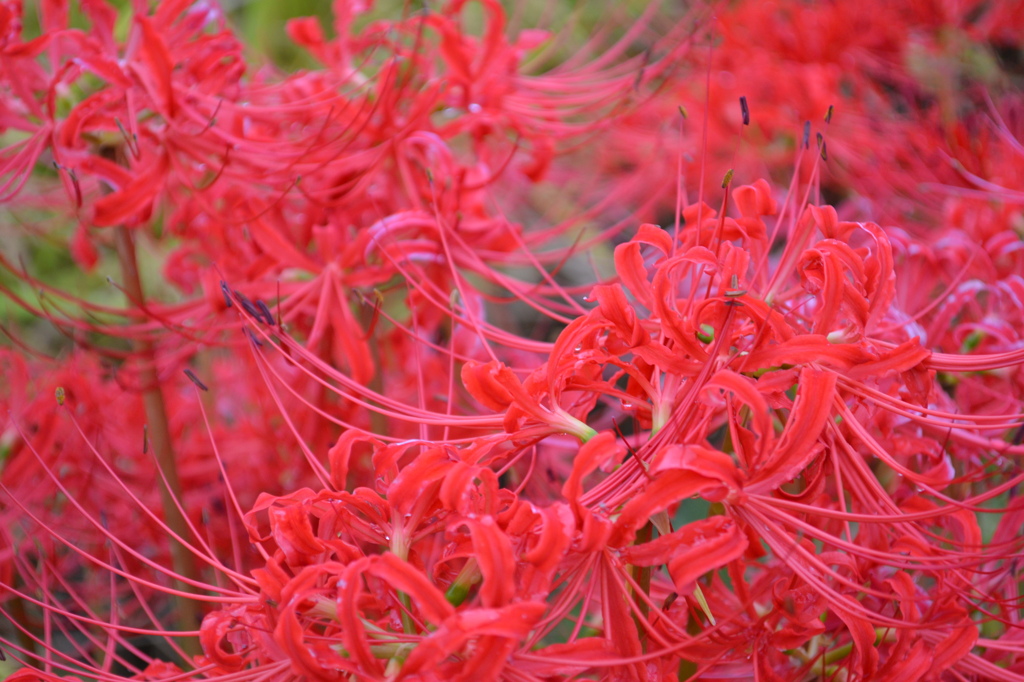彼岸花