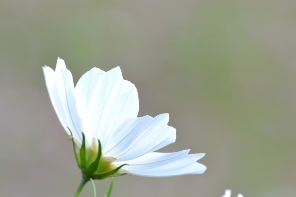 秋桜