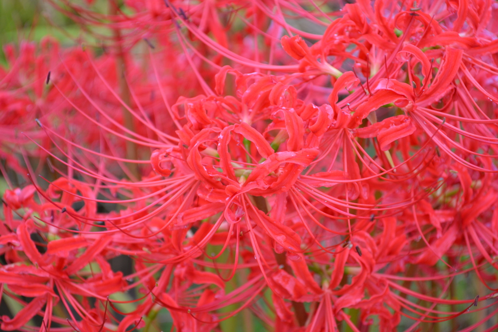彼岸花