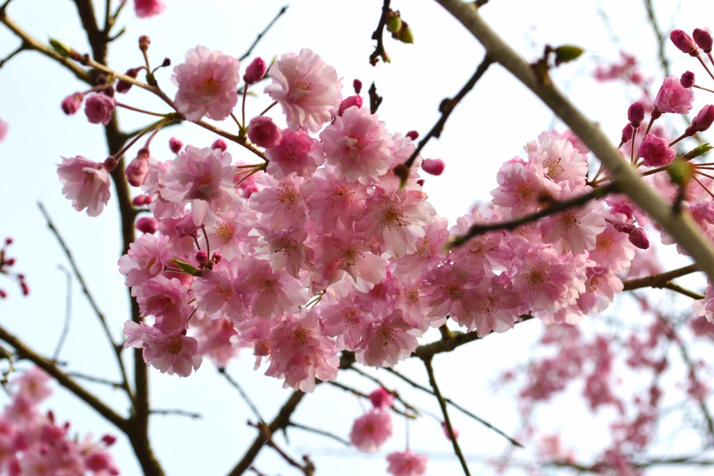 枝垂れ桜