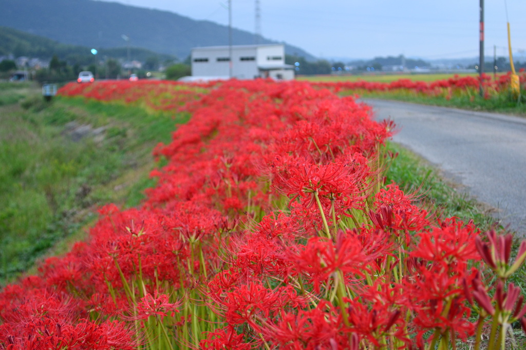 彼岸花街道