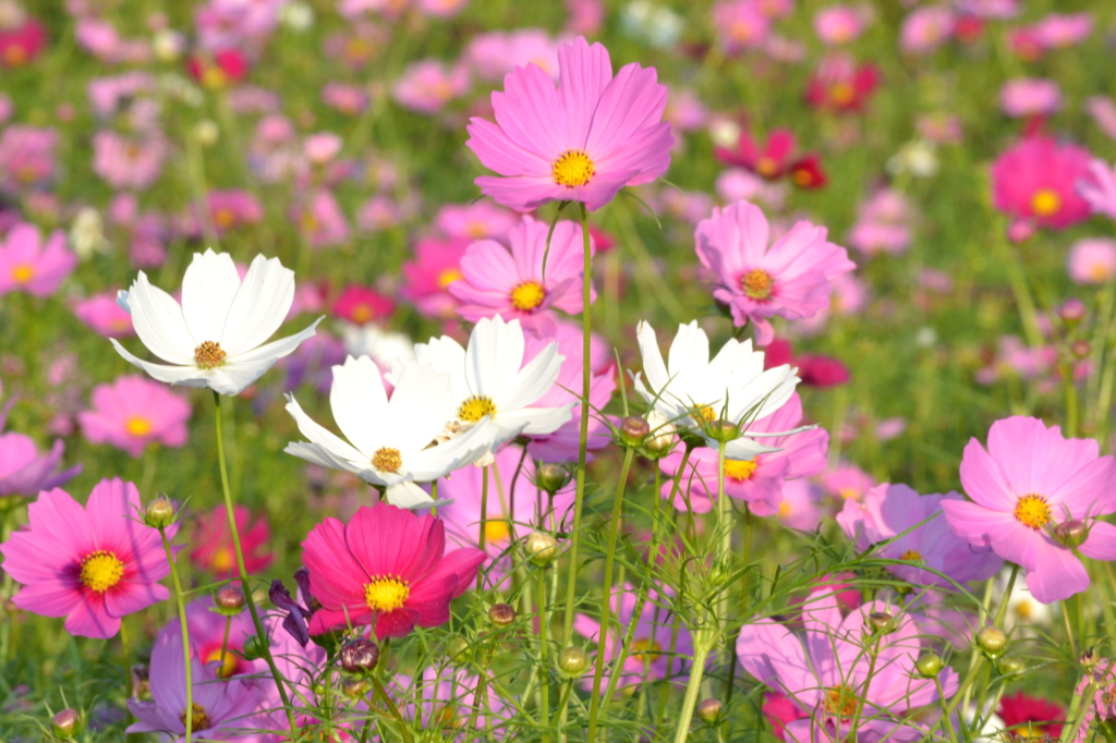 秋桜