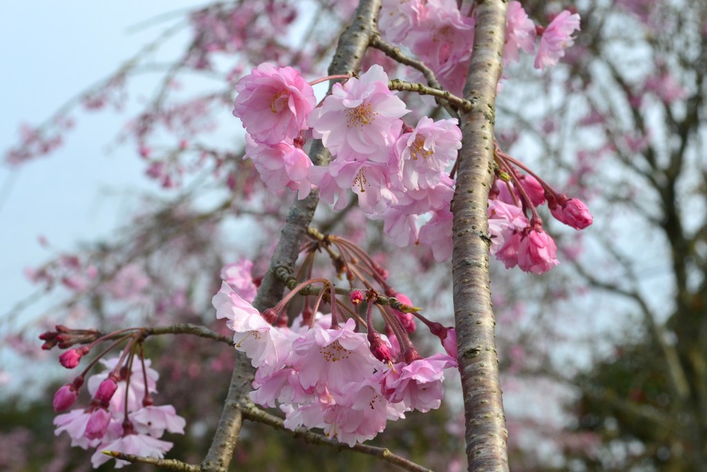 枝垂れ桜