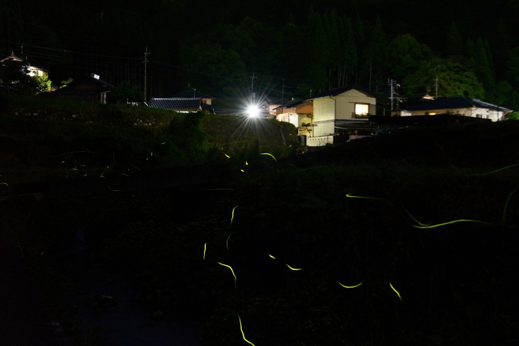 蛍の舞　（多重露出）