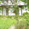 突然の再会