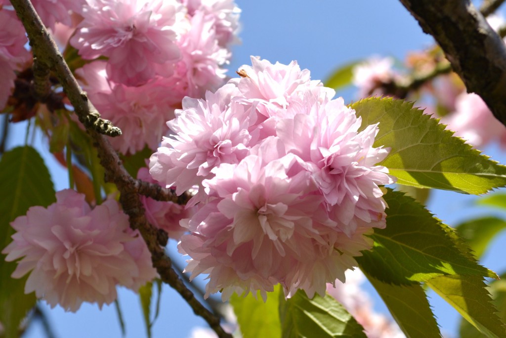八重桜