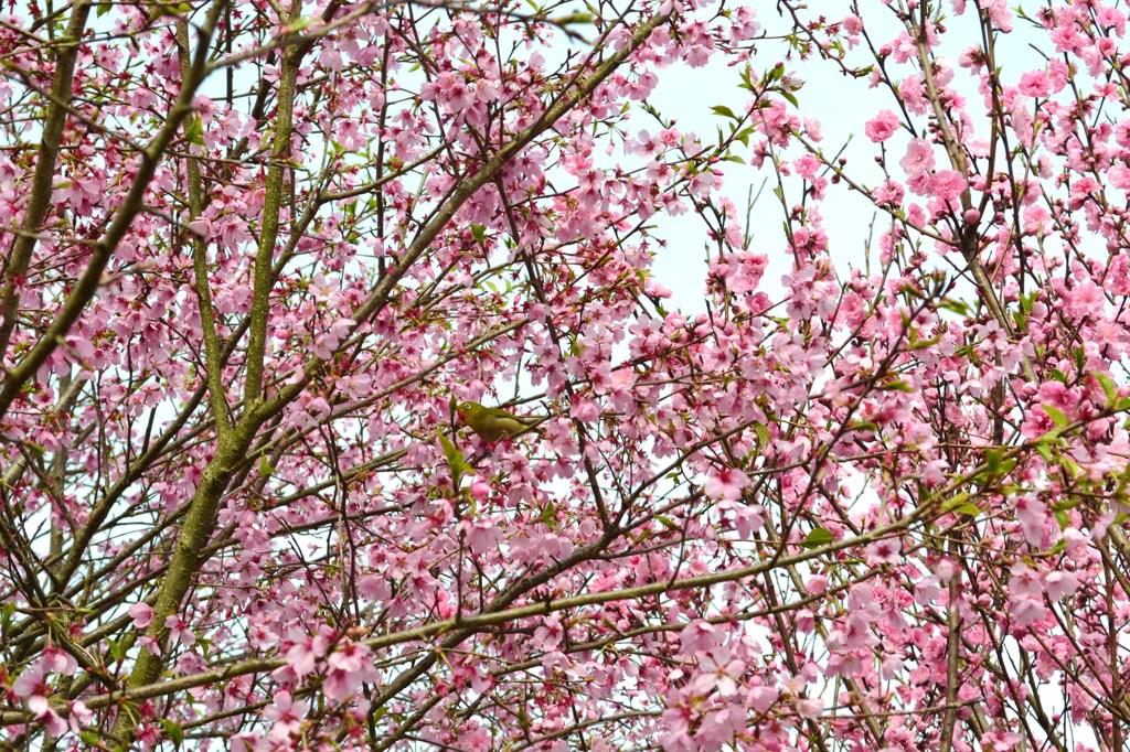 桜とメジロ